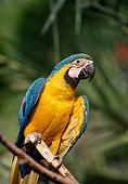 BRD 01 TL0005 01
Portrait Of Blue And Gold Macaw Perching On Branch