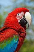BRD 01 TL0006 01
Profile Shoulder Shot Of Green-Winged Macaw