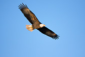 BRD 02 DA0001 01
Bald Eagle Flying Over Mississippi River In Alton, Illinois