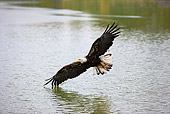 BRD 02 GL0001 01
Young Bald Eagle In Flight Over Lake