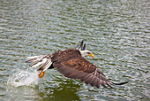 BRD 02 GL0002 01
Young Bald Eagle Fishing In Lake