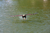 BRD 02 GL0003 01
Young Bald Eagle Fishing In Lake