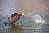 BRD 02 GL0004 01
Young Bald Eagle Fishing In Lake