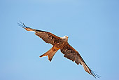 BRD 02 GL0005 01
Portrait Of Red Kite In Flight