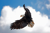 BRD 02 GL0006 01
Portrait Of Bald Eagle In Flight