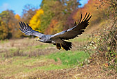 BRD 02 GL0007 01
Black-Chested Buzzard Eagle In Flight