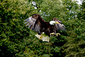 BRD 02 GL0008 01
Bald Eagle Flying Through Trees