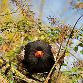 BRD 02 GL0009 01
Bateleur Eagle Perched On Tree Branch