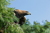 BRD 02 GL0011 01
Close-Up Of Golden Eagle Perched In Tree France