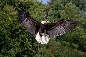BRD 02 GL0012 01
Bald Eagle In Flight