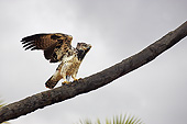 BRD 02 GL0013 01
Martial Eagle Taking Off From Branch In Kenya