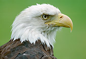 BRD 02 GR0001 01
Head Shot Of Bald Eagle