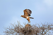 BRD 02 HP0001 01
Tawny Eagle Nesting Kruger National Park, South Africa