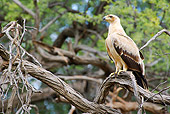 BRD 02 HP0002 01
Tawny Eagle Perched On Tree Branch