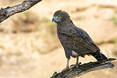 BRD 02 HP0004 01
Brown Snake Eagle Perched On Branch Kruger National Park, South Africa