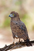 BRD 02 HP0005 01
Brown Snake Eagle Perched On Branch Kruger National Park, South Africa