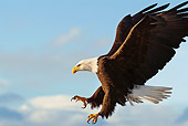 BRD 02 JM0005 01
Bald Eagle In Flight Over Alaska