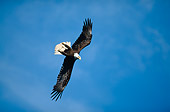 BRD 02 KH0008 01
Bald Eagle Flying In Blue Sky