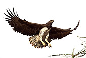 BRD 02 MC0001 01
Low Angle Shot Of Martial Eagle Flying Kenya