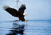 BRD 02 MC0002 01
Portrait Of Bald Eagle Swooping In To Catch Fish Alaska