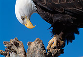 BRD 02 MC0003 01
Portrait Of Bald Eagle On Blue Sky Alaska