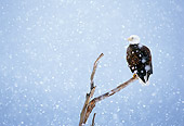 BRD 02 MC0004 01
Portrait Of Bald Eagle Perched On Tree Branch In Snowfall Alaska