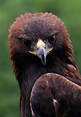 BRD 02 MC0005 01
Portrait Of Golden Eagle Montana