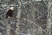 BRD 02 MC0006 01
Bald Eagle Perched On Tree Branch Calling In Snowfall Alaska