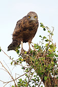 BRD 02 MC0008 01
Brown Snake Eagle Perched On Tree Post Kenya