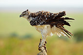 BRD 02 MC0009 01
Martial Eagle Preening On Tree Branch Kenya