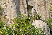 BRD 02 MC0011 01
Young Bald Eagle Sitting In Nest Katmai National Park, Alaska