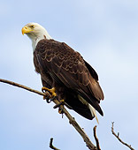 BRD 02 MC0012 01
Bald Eagle Perched On Branch Katmai National Park, Alaska