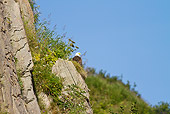 BRD 02 MC0013 01
Bald Eagle Sitting On Cliff Katmai National Park, Alaska