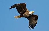 BRD 02 MC0014 01
Bald Eagle In Flight Against Blue Sky Katmai National Park, Alaska