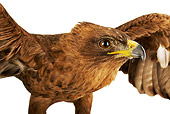 BRD 02 MH0001 01
Close Up Of Wahlberg's Eagle Spreading Wings In Studio