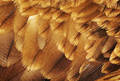 BRD 02 MH0002 01
Close Up Of Wahlberg's Eagle Feathers