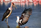 BRD 02 MH0003 01
African Fish Eagle Fighting With Marabau Stork