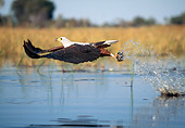BRD 02 MH0005 01
African Fish Eagle Skimming Water Hunting For Fish