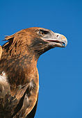 BRD 02 MH0006 01
Portrait Of Young Wedge-Tailed Eagle Against Blue Sky