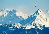 BRD 02 NE0031 01
Bald Eagle Flying Over Snowy Mountain Peaks Alaska