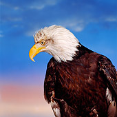 BRD 02 RK0024 04
Head Shot Of Bald Eagle
