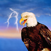 BRD 02 RK0024 08
Head Shot Of Bald Eagle