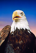 BRD 02 RK0046 38
Head Shot Of Bald Eagle