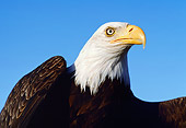 BRD 02 RK0050 04
Head Shot Of Bald Eagle