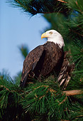 BRD 02 RK0065 24
Bald Eagle Sitting In Pine Tree