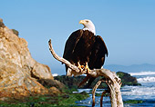 BRD 02 RK0082 04
Bald Eagle Sitting On Branch Ocean Background