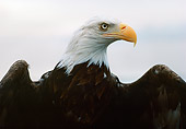 BRD 02 RK0104 19
Head Shot Of Bald Eagle Wings Out
