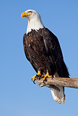 BRD 02 RW0003 01
Bald Eagle Perching On Branch