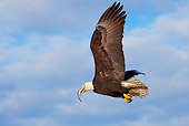 BRD 02 RW0005 01
Bald Eagle Soaring Holding Fish In Beak