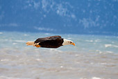 BRD 02 RW0006 01
Bald Eagle Flying Over Water